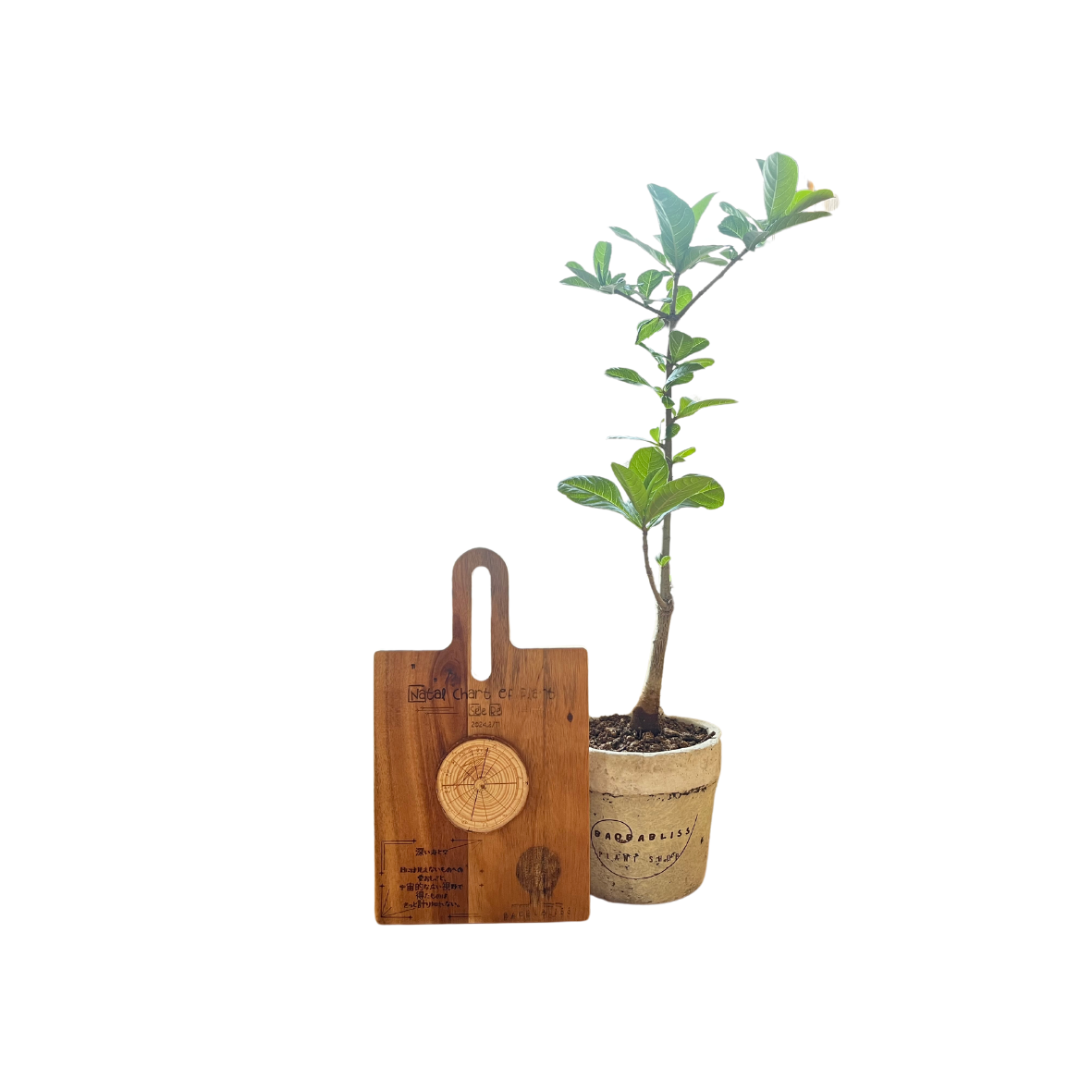 バオバブの木　11年管理　引き取り限定　福岡　久留米 バオバブの木 11年管理 引き取り限定 福岡 久留米