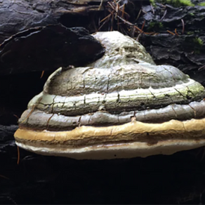 Supplement for Lung Support: Benefits of Agarikon Mushroom