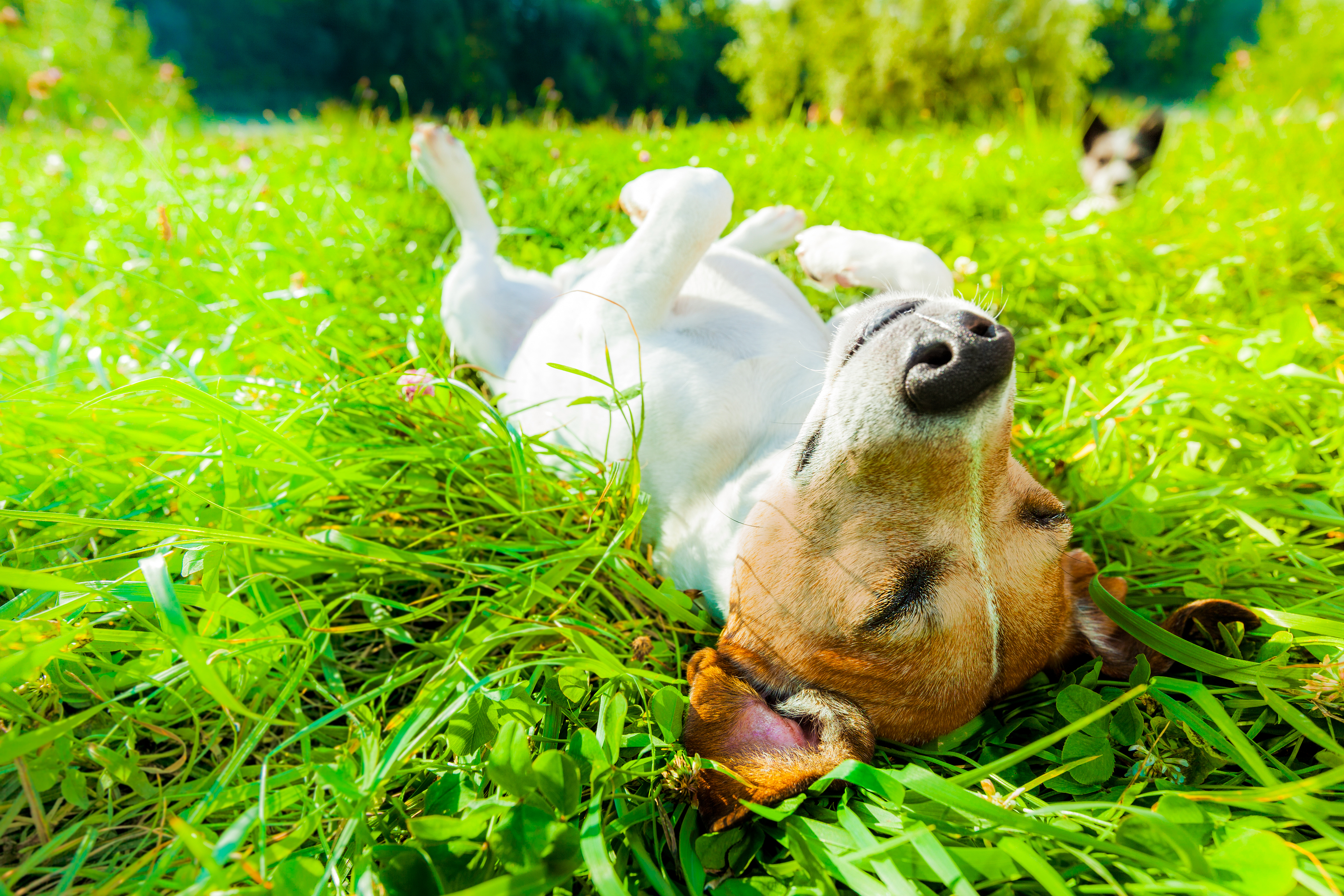 Animal Reiki