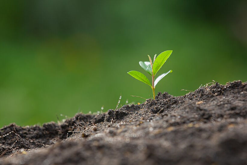 close-up-picture-sapling-plant-is-growing_1150-28371.jpg