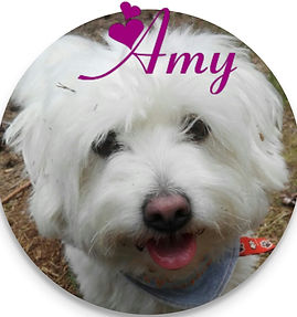 Amy Bild.jpg