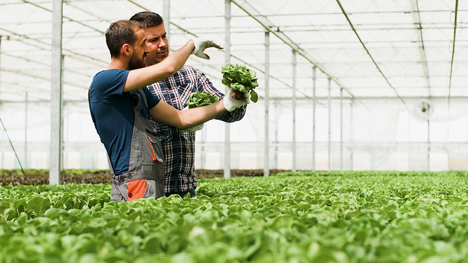 agronomist-gardener-holding-organic-healthy-fresh-salad-showing-to-agricultural-businessma