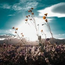 Palestinian Children’s Literature