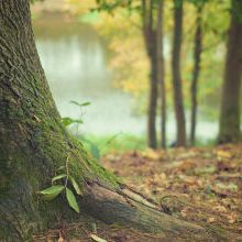 Seeing the Forest but Missing the Trees