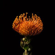 Neo-Donatists in Eden