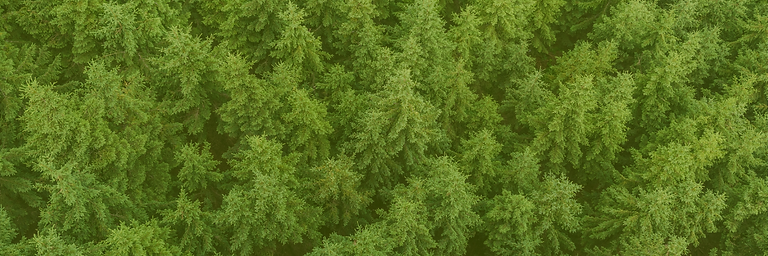 Holiday Road Trip Email Header.png