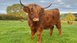 Highland Cow