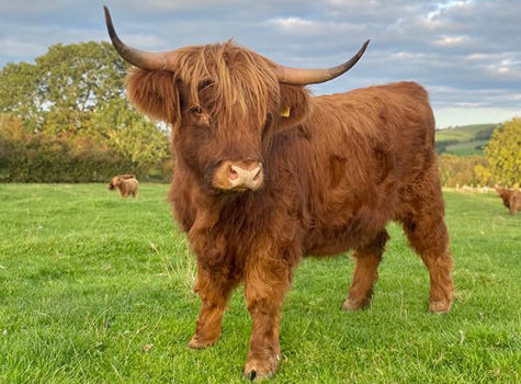 Highland Cow
