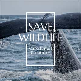 earth day social media post template save wildlife with a whale tail