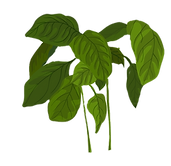 206-2062449_green-basil-herb-illustratio