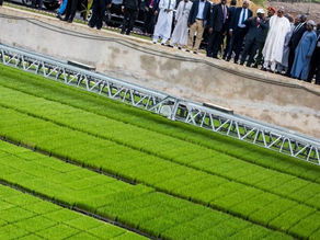 Hybrid Rice Seedling Plant in Cross River, Nigeria, to Generate N14bn Annually