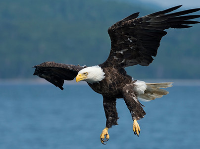 bald eagle