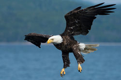 bald eagles in abundance around Chimney Corner and DeepBlueSea cottage