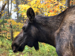 close-up of Moose at SeaSky Cottages