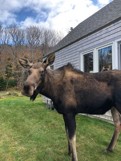 young female moose paying a visit to Cape Cottage
