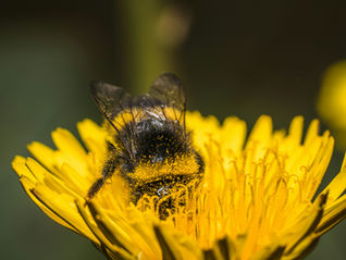 A pollen covered bee in a dandelion