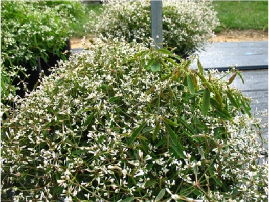 Euphorbia