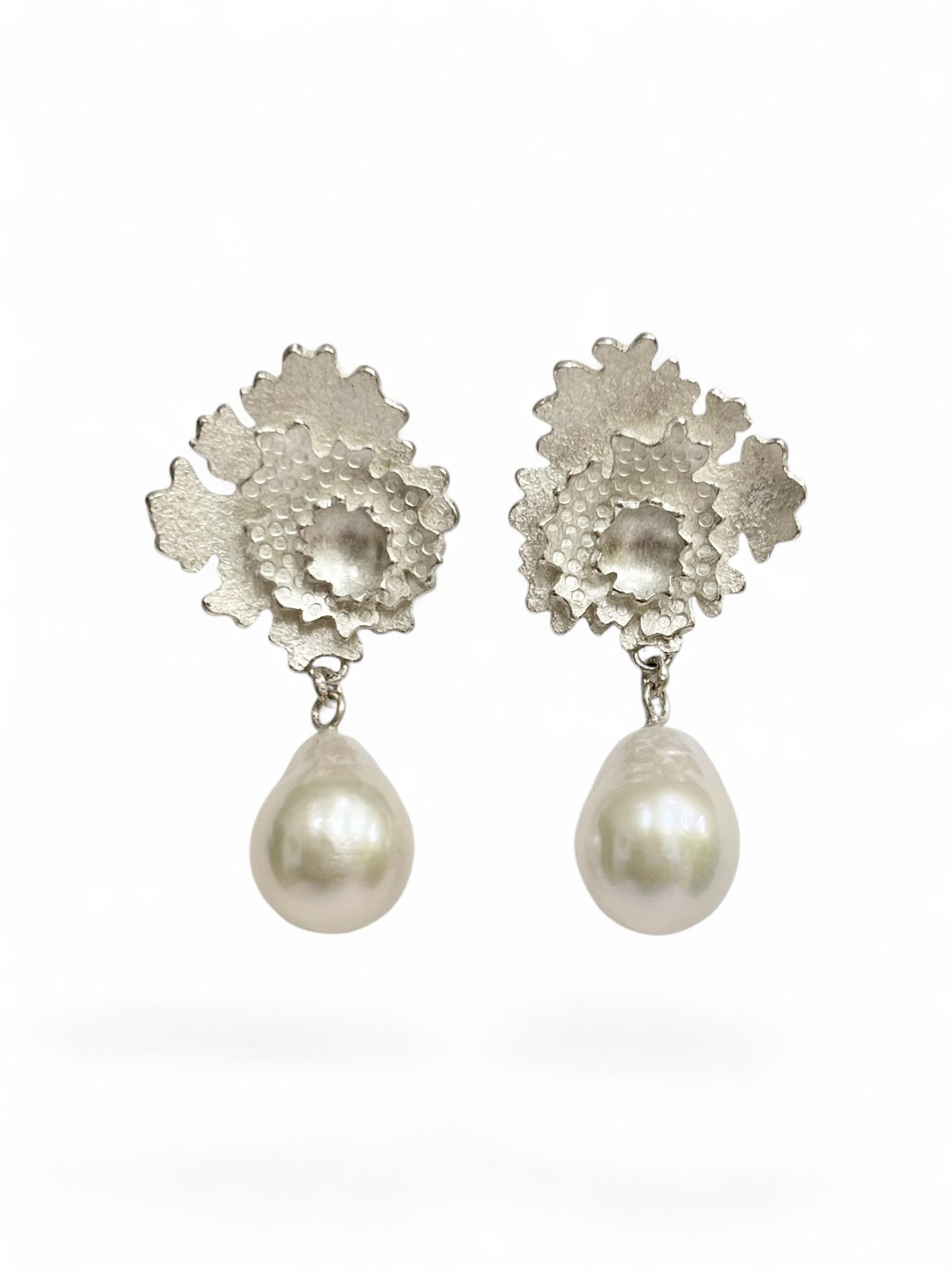 Parmelia pearl drops, front view