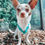 Miniature : Harnais en Y Petits chiens