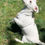 Miniature : Harnais en Y Petits chiens