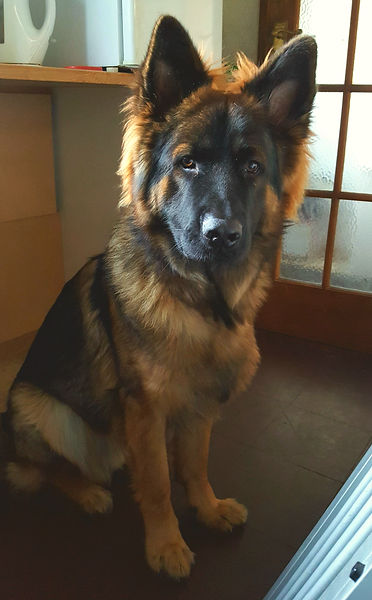K-9 SIMBA