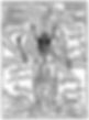 Skeleton_of_Richard_Helain,_1493._Wellcome_M0000411.jpg