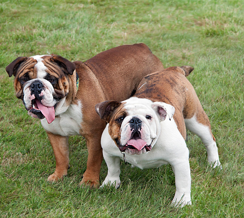 Two Bulldog buddies