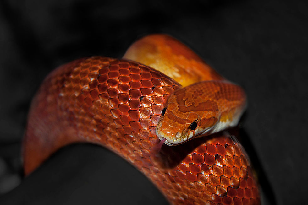 Biz the Corn Snake