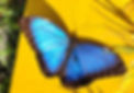 Schmetterling