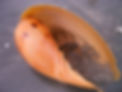 Muschel