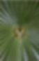 Palmenblatt