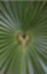 Palmenblatt