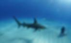 Great Hammerhead von Daniel.jpg
