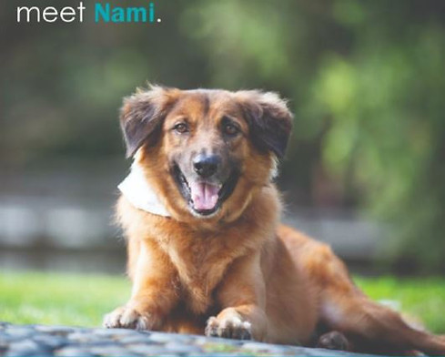 dog adopt.JPG