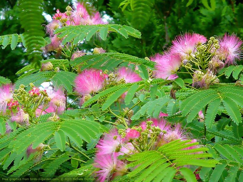 Herb Highlight He Huan Pi Mimosa Tree Bark herb-highlight-he-huan-pi-mimosa-tree-bark