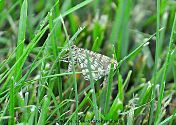 Klee-Gitterspanner (Chiasmia clathrata)