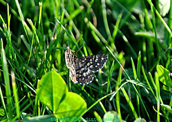 Klee-Gitterspanner (Chiasmia clathrata)