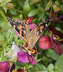 Distelfalter (Vanessa cardui)