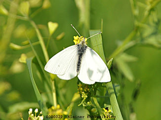 Kleiner Kohlweißling (Pieris rapae).