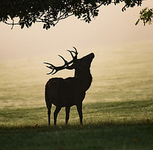 cerf-qui-brame.jpg