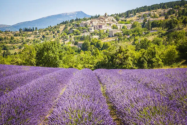 découvrir les champs de lavande