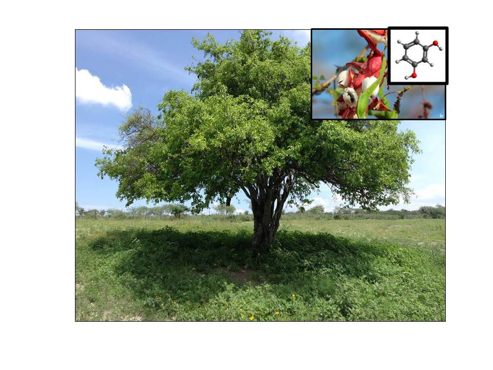 (436) Análisis preliminar de la extracción de resorcinol a partir de Pithecellobium dulce
