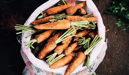 Organic Carrots from amish farmers