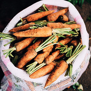 Organic Carrots