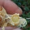 Thumbnail: Royal Jelly Fresh - 30 grams