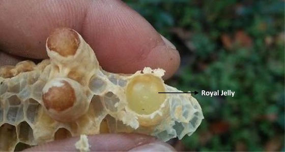 Thumbnail: Royal Jelly Fresh - 30 grams