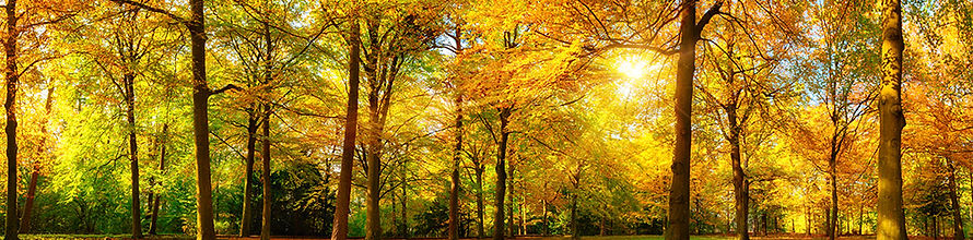 IMG-Forest-Events.jpg