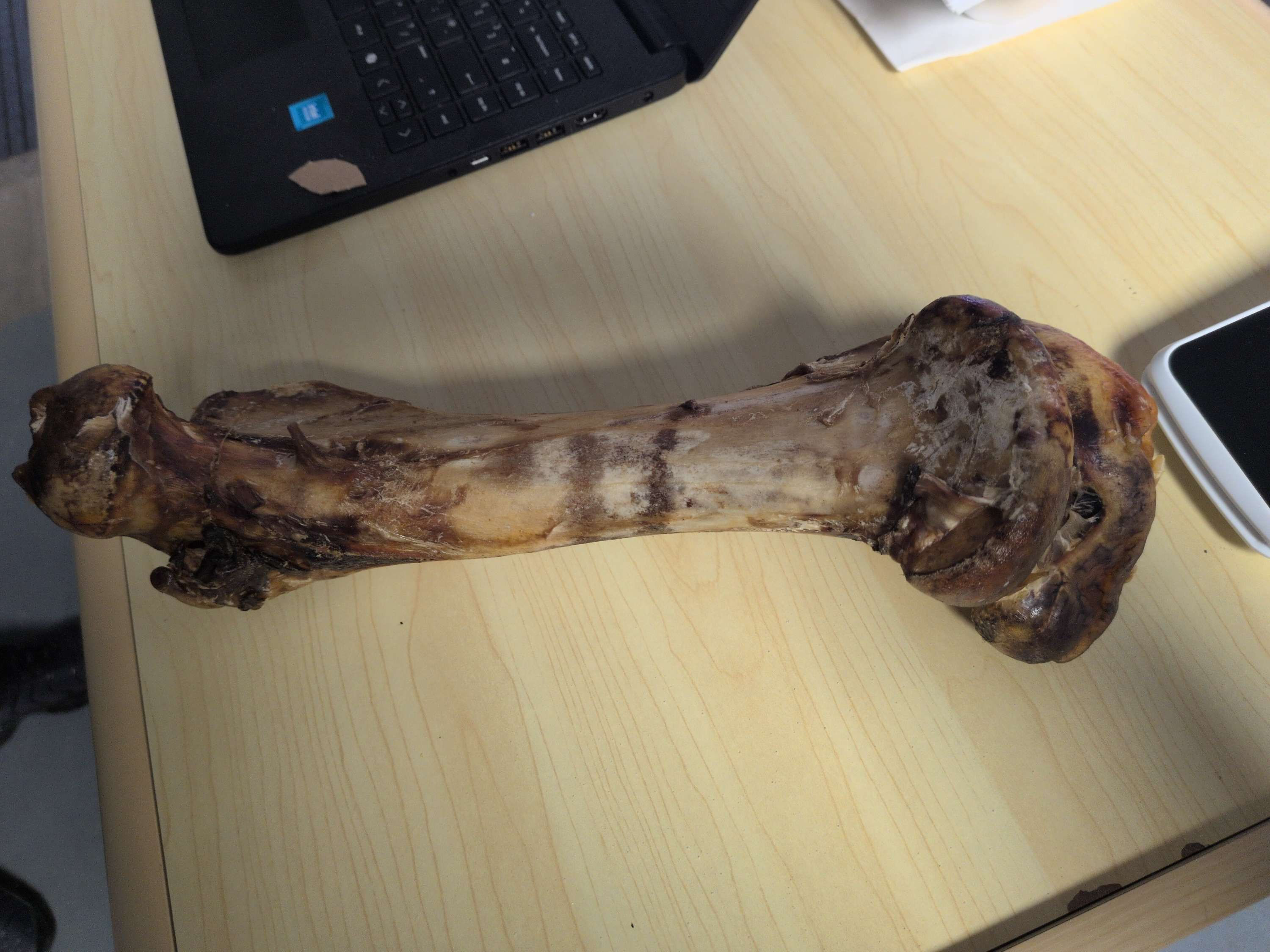 Jumbo ostrich bone