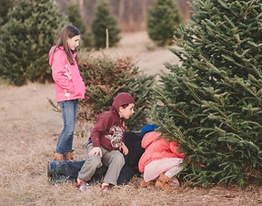 Cut Your Own Christmas Tree Central NH