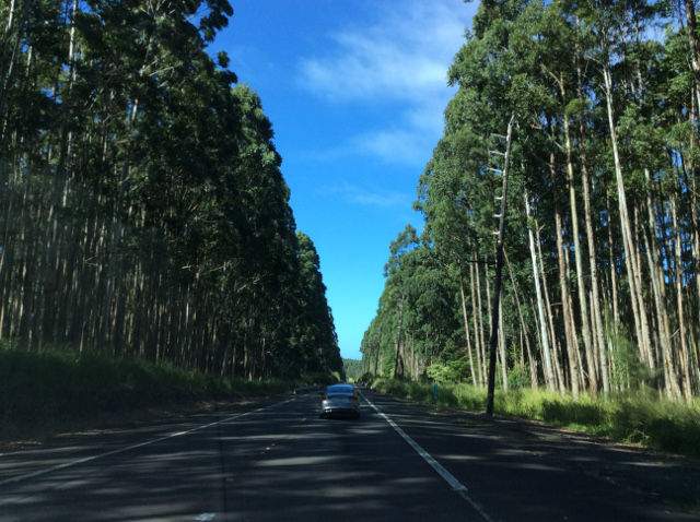 HAWAII BIG ISLAND
-テックスドライブイン-